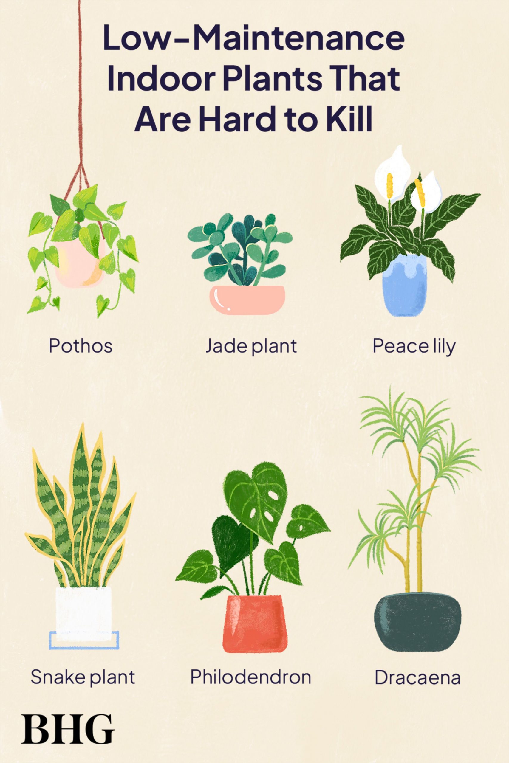 The Perfect Low Maintenance Plants for Easy Gardening The Perfect Low Maintenance Plants for Easy Gardening