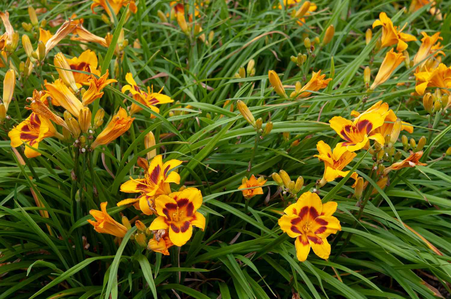 The Beautiful Blooms and Growing Tips for Daylilies: A Guide for Garden Enthusiasts The Beautiful Blooms and Growing Tips for Daylilies: A Guide for Garden Enthusiasts