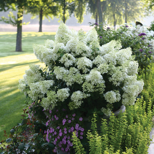 Blooming Beauty: A Guide to Bobo Hydrangeas and their Stunning Floral Display Blooming Beauty: A Guide to Bobo Hydrangeas and their Stunning Floral Display