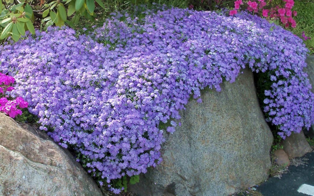 The Beauty and Benefits of Phlox Ground Cover: A Comprehensive Guide The Beauty and Benefits of Phlox Ground Cover: A Comprehensive Guide