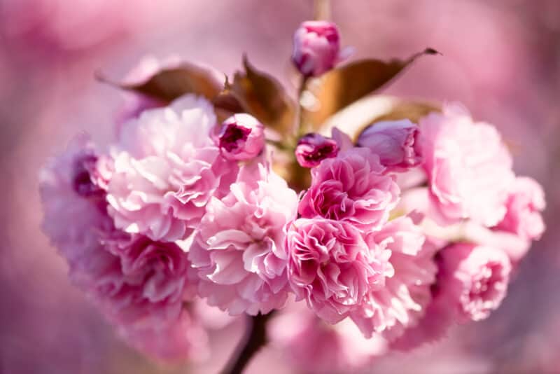 The Delicate Beauty of Kwanzan Cherry Tree: A Blooming Marvel for Your Garden The Delicate Beauty of Kwanzan Cherry Tree: A Blooming Marvel for Your Garden
