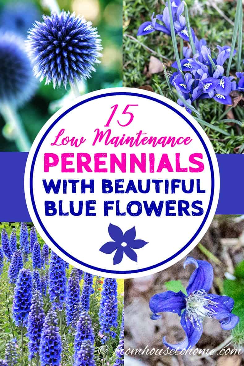 The Enchanting Beauty of Blue Perennial Flowers: A Guide to Incorporating Them Into Your Garden The Enchanting Beauty of Blue Perennial Flowers: A Guide to Incorporating Them Into Your Garden