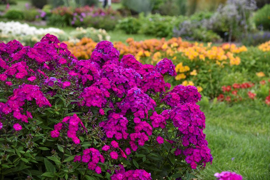 The Beauty and Charm of Phlox Flowers: Exploring their Colors and Fragrance The Beauty and Charm of Phlox Flowers: Exploring their Colors and Fragrance