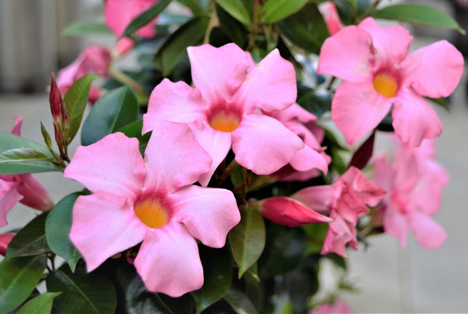 Mandevilla Plant: A Complete Guide to Care, Propagation, and Stunning Blooms Mandevilla Plant: A Complete Guide to Care, Propagation, and Stunning Blooms
