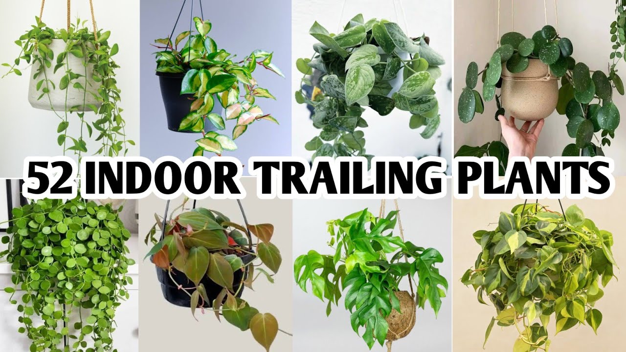 The Beauty and Benefits of Indoor Trailing Plants: Enhance Your Décor Naturally The Beauty and Benefits of Indoor Trailing Plants: Enhance Your Décor Naturally