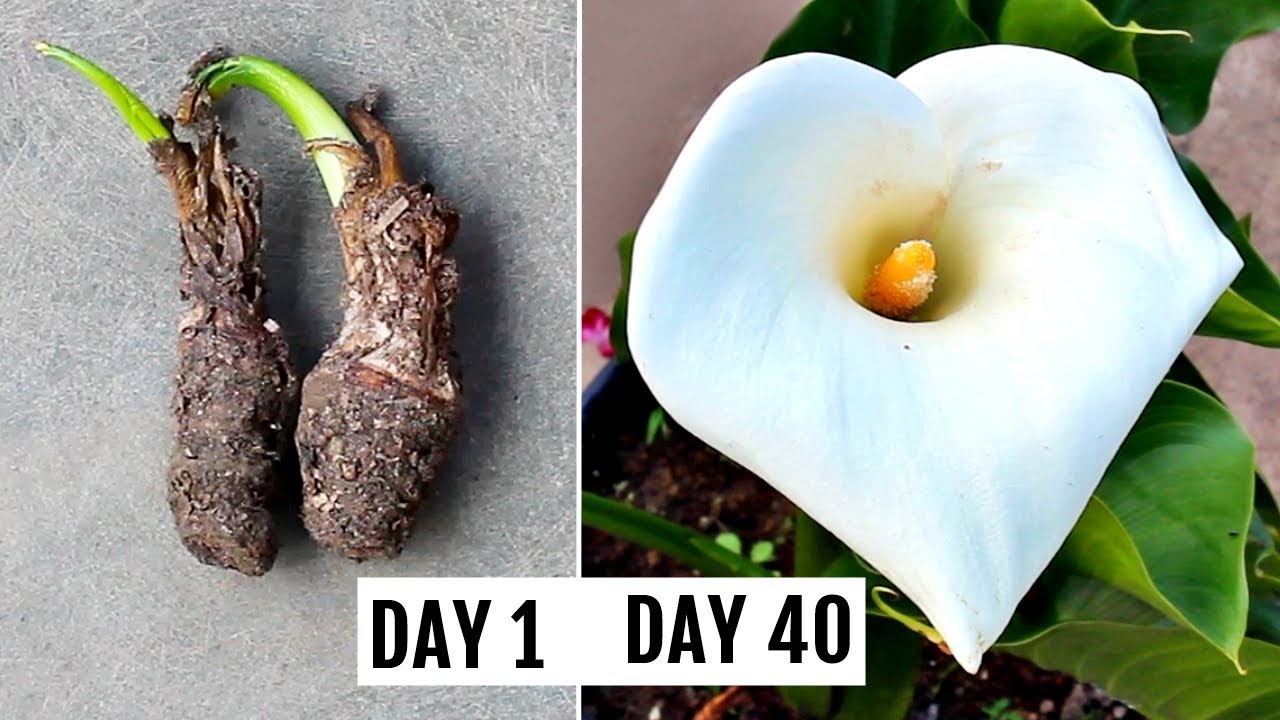 The Beauty of Calla Lily Bulbs: A Complete Guide for Cultivating and Caring for These Stunning Flowers The Beauty of Calla Lily Bulbs: A Complete Guide for Cultivating and Caring for These Stunning Flowers