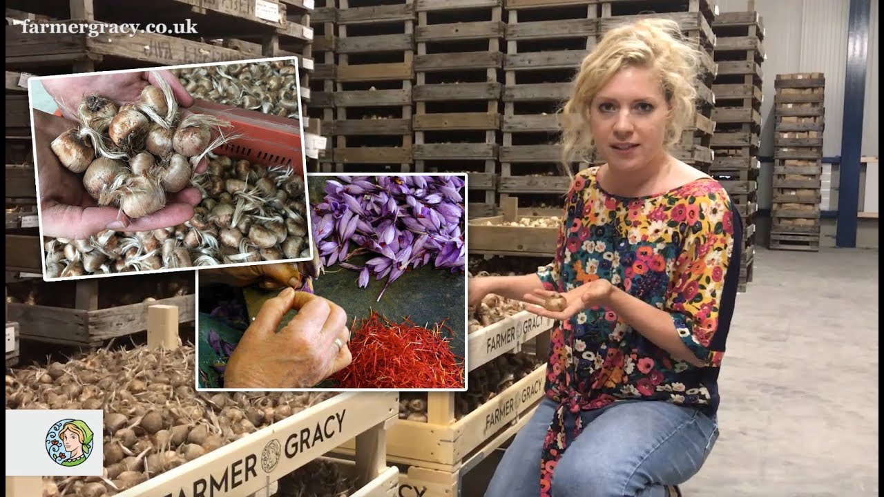 Unveiling the Natural Beauty of Farmer Gracy Bulbs: A Guide to Cultivating Stunning Garden Treasures Unveiling the Natural Beauty of Farmer Gracy Bulbs: A Guide to Cultivating Stunning Garden Treasures