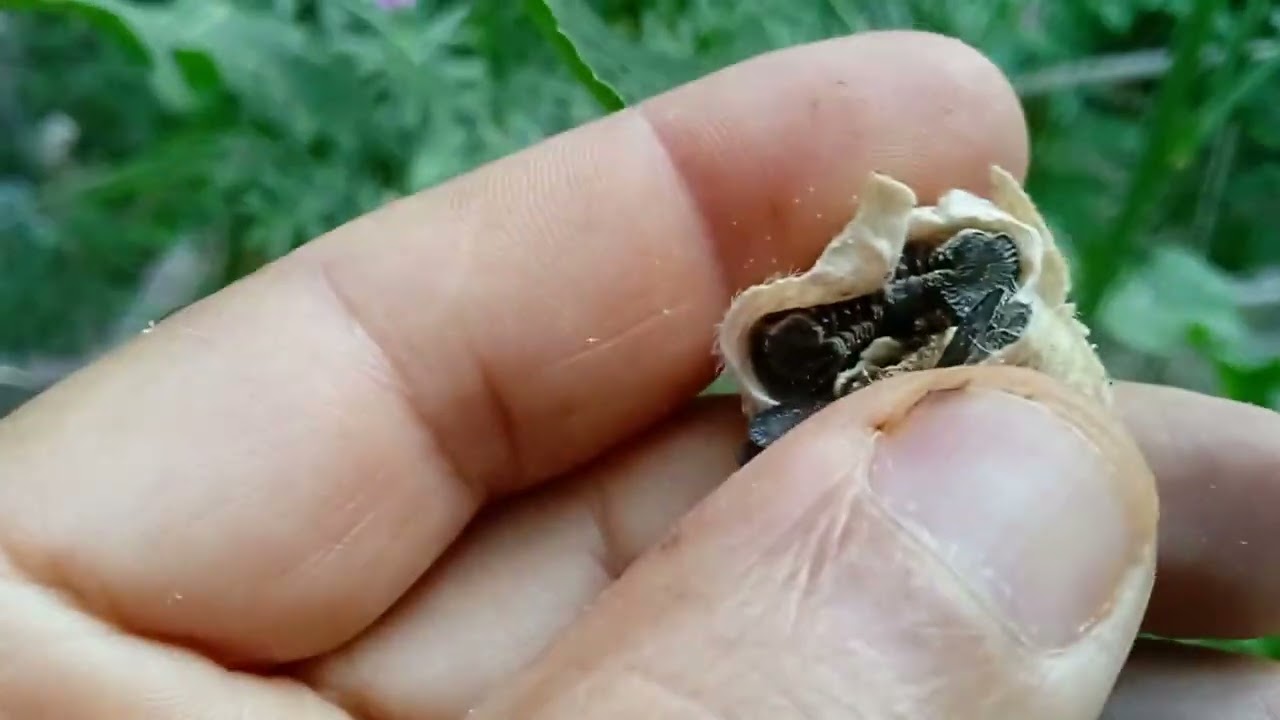 The Beauty and Benefits of Growing Hollyhock Seeds in Your Garden The Beauty and Benefits of Growing Hollyhock Seeds in Your Garden