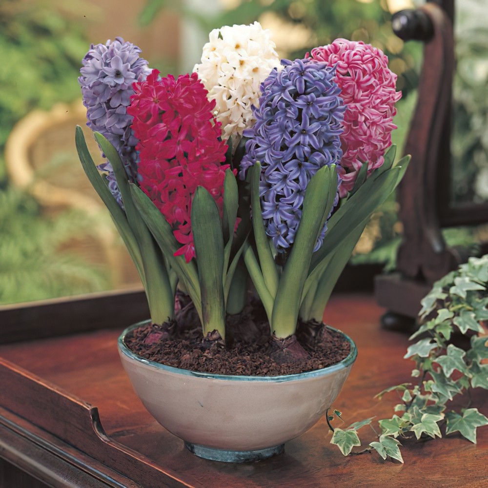 Find Beautiful Hyacinth Bulbs for Sale: Enhance Your Garden with Vibrant Blooms Find Beautiful Hyacinth Bulbs for Sale: Enhance Your Garden with Vibrant Blooms