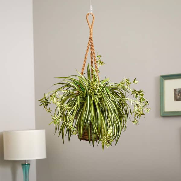 The Beauty of Hanging Basket Plants: A Guide to Enhancing Your Outdoor Space The Beauty of Hanging Basket Plants: A Guide to Enhancing Your Outdoor Space