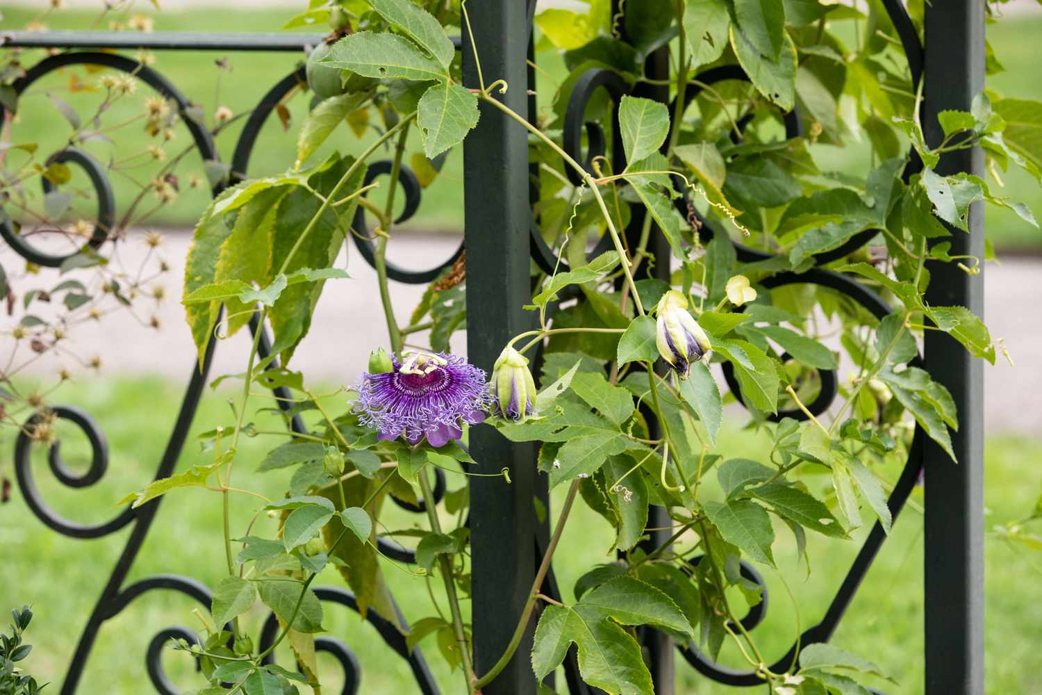 Enhancing Your Garden with Beautiful and Hardy Climbing Flowers Enhancing Your Garden with Beautiful and Hardy Climbing Flowers