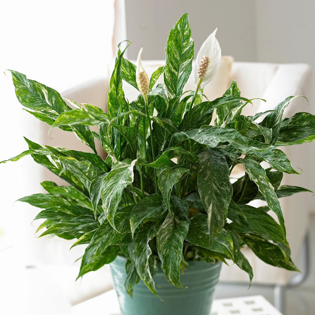 Bringing Nature Inside: Top Low Light Indoor Plants for a Serene Living Space Bringing Nature Inside: Top Low Light Indoor Plants for a Serene Living Space