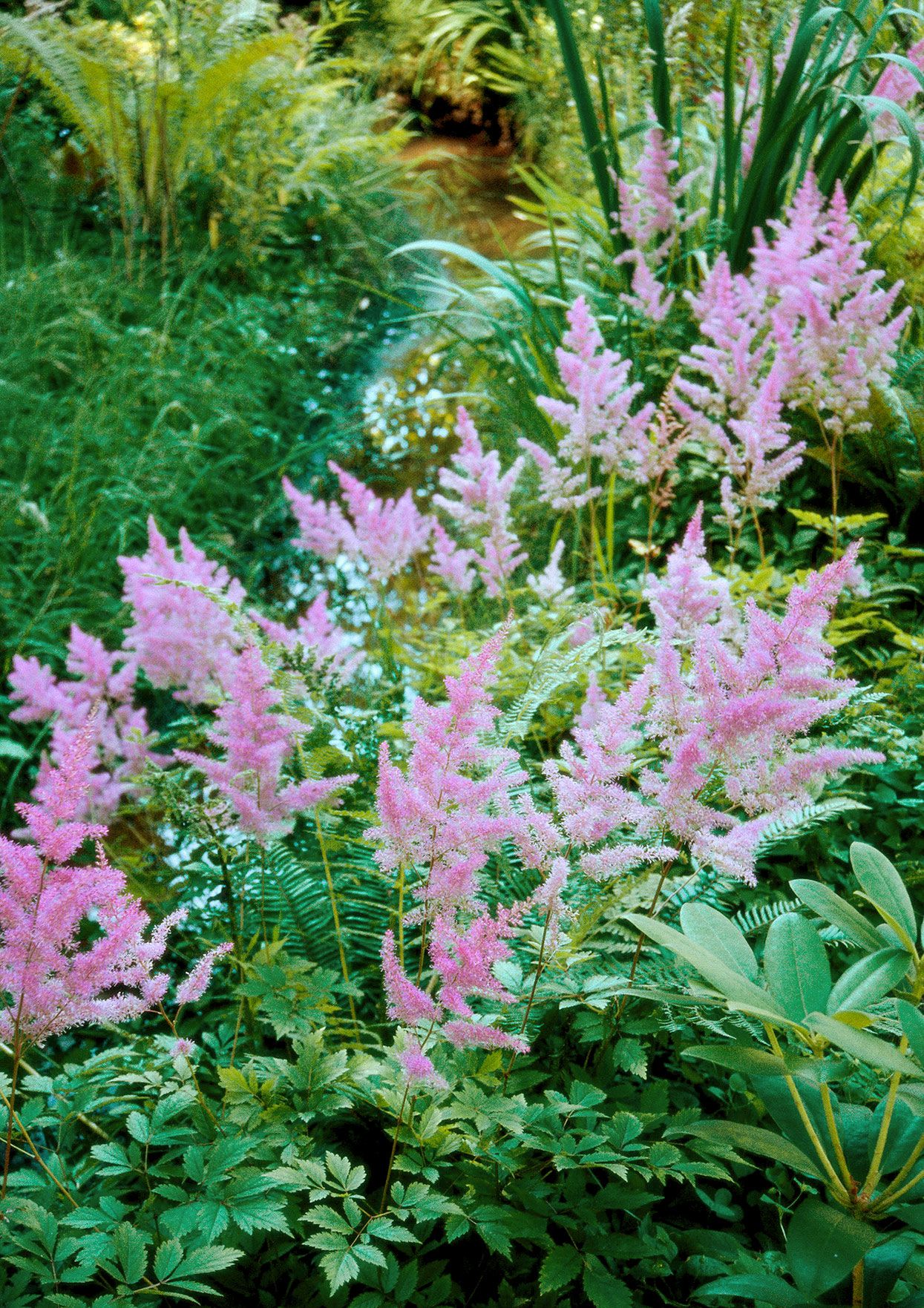 The Exquisite Beauty and Easy Care Tips for Astilbe Plants The Exquisite Beauty and Easy Care Tips for Astilbe Plants