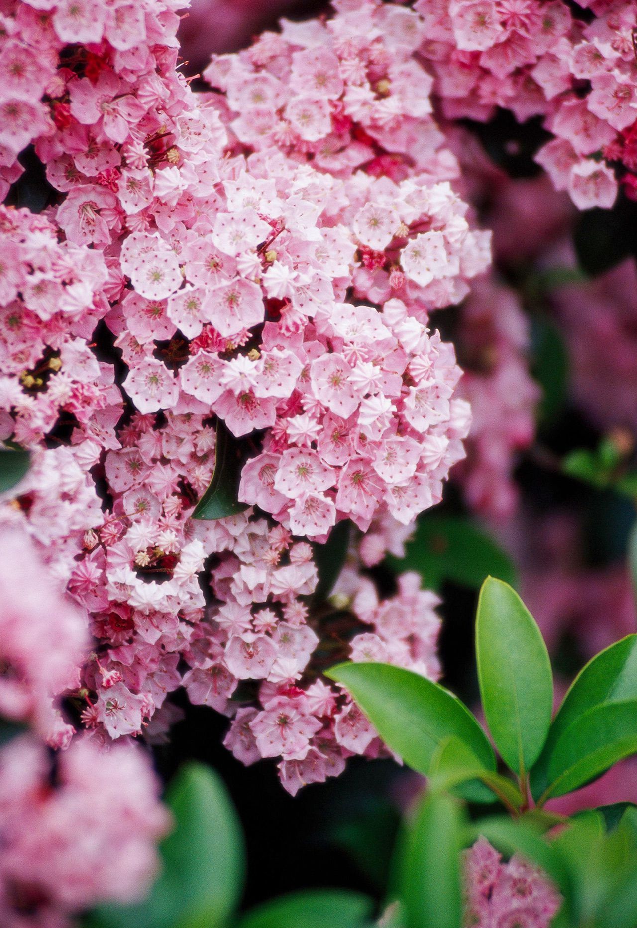 10 Shade-Loving Shrubs Perfect for Shady Gardens 10 Shade-Loving Shrubs Perfect for Shady Gardens