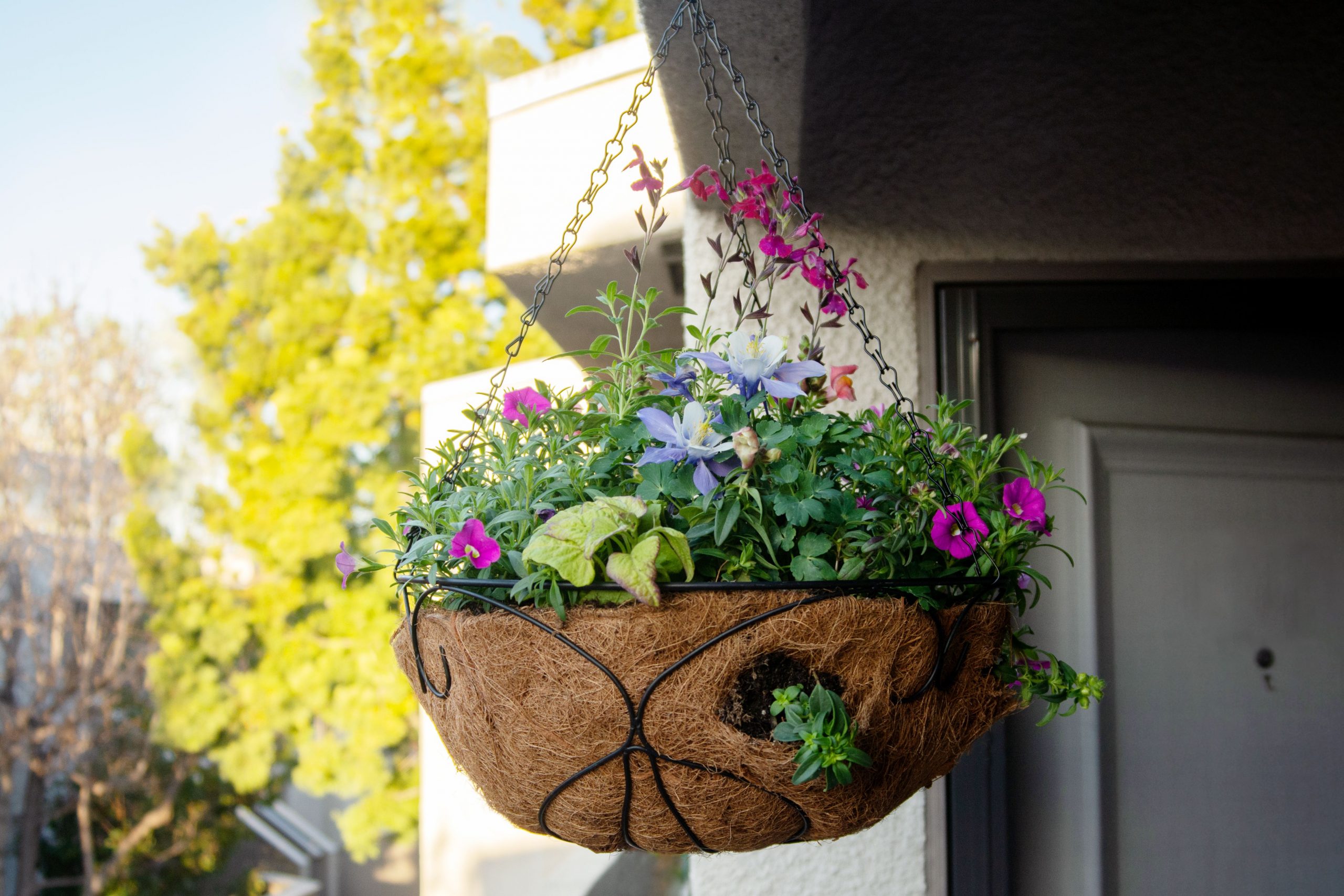 Creating Beautiful Hanging Baskets: A Guide to Showcase Colorful Blooms Creating Beautiful Hanging Baskets: A Guide to Showcase Colorful Blooms