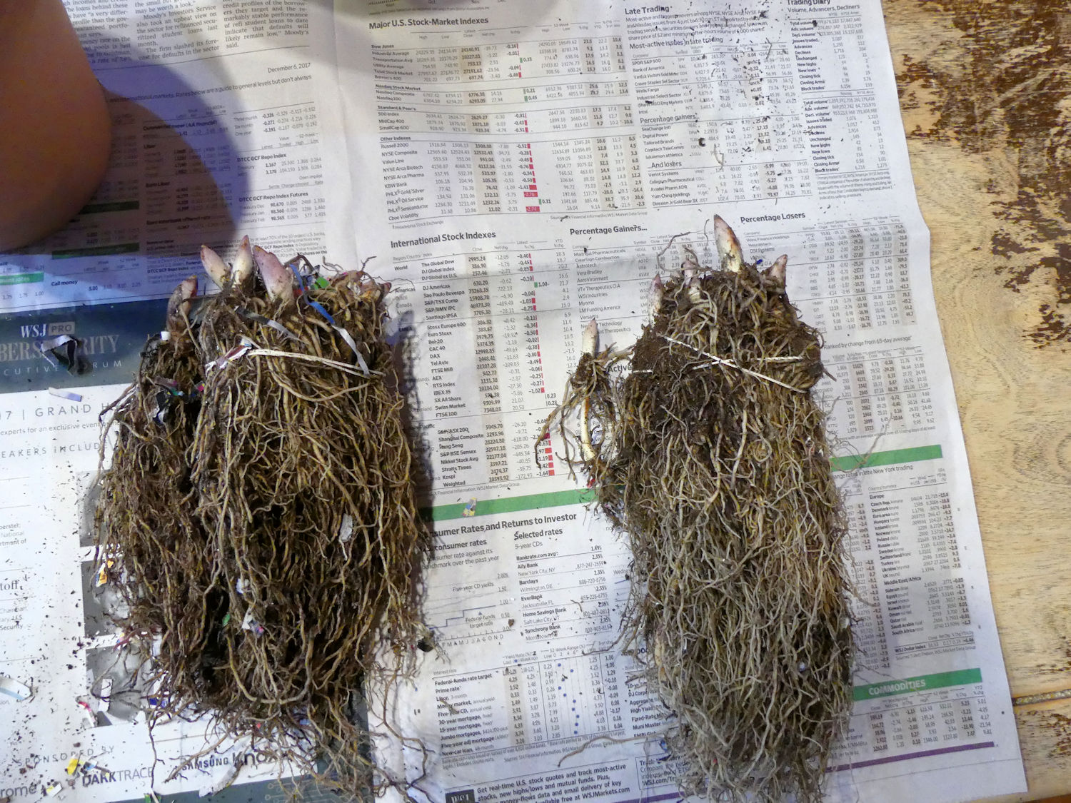 The Beauty of Lily of the Valley Bulbs: A Guide for Garden Enthusiasts The Beauty of Lily of the Valley Bulbs: A Guide for Garden Enthusiasts