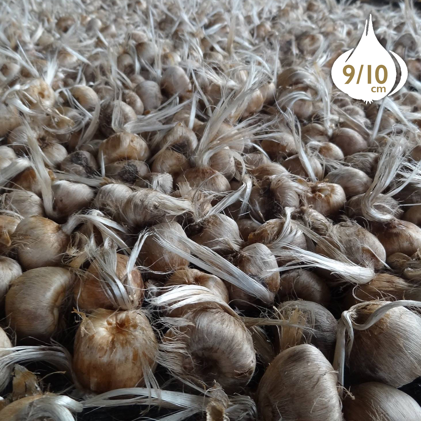 The Beauty of Crocus Bulbs: How to Cultivate and Enjoy These Delicate Spring Flowers The Beauty of Crocus Bulbs: How to Cultivate and Enjoy These Delicate Spring Flowers