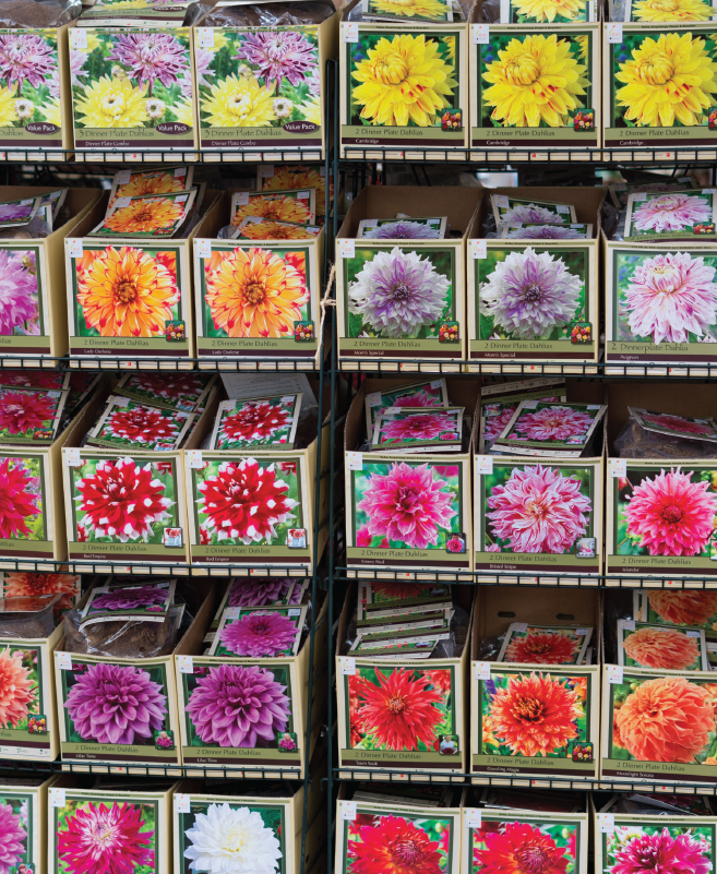 The Beautiful Blooms of Summer: A Guide to Growing and Enjoying Flowering Bulbs The Beautiful Blooms of Summer: A Guide to Growing and Enjoying Flowering Bulbs