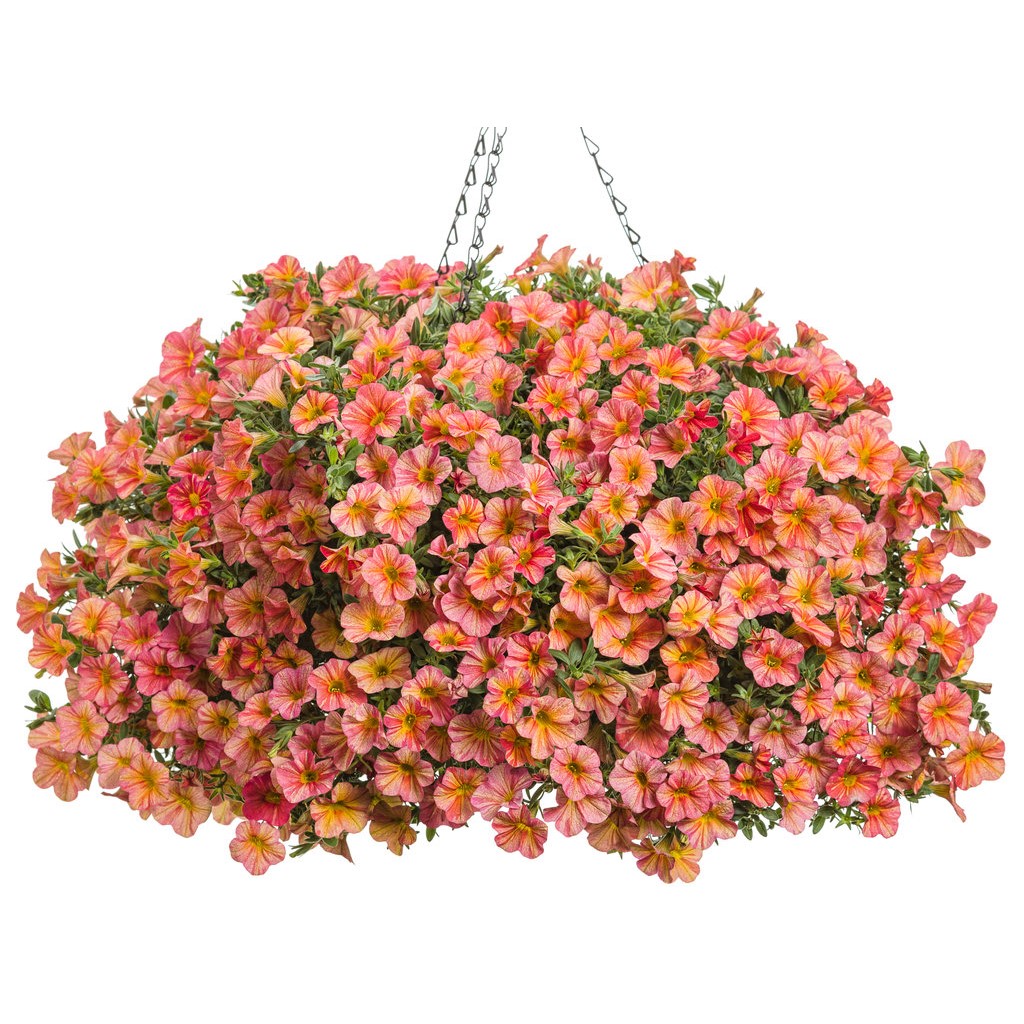 Enhance Your Garden with a Breathtaking Hanging Flower Basket Enhance Your Garden with a Breathtaking Hanging Flower Basket