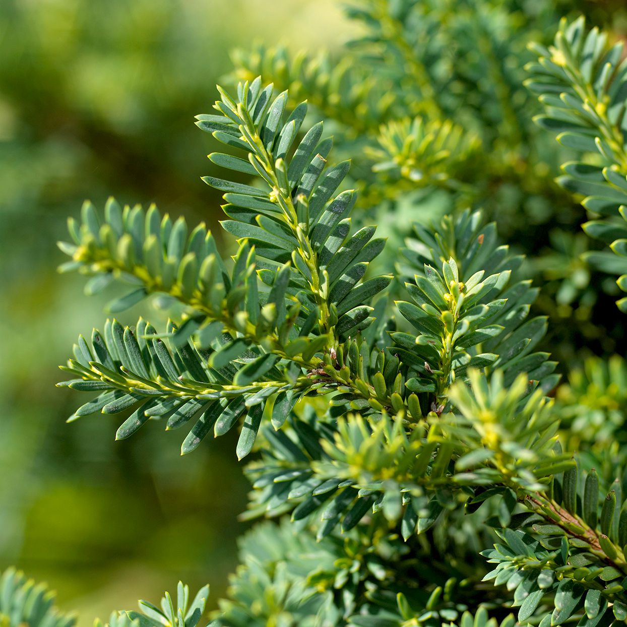 The Beauty and Benefits of Evergreen Plants for Your Garden The Beauty and Benefits of Evergreen Plants for Your Garden