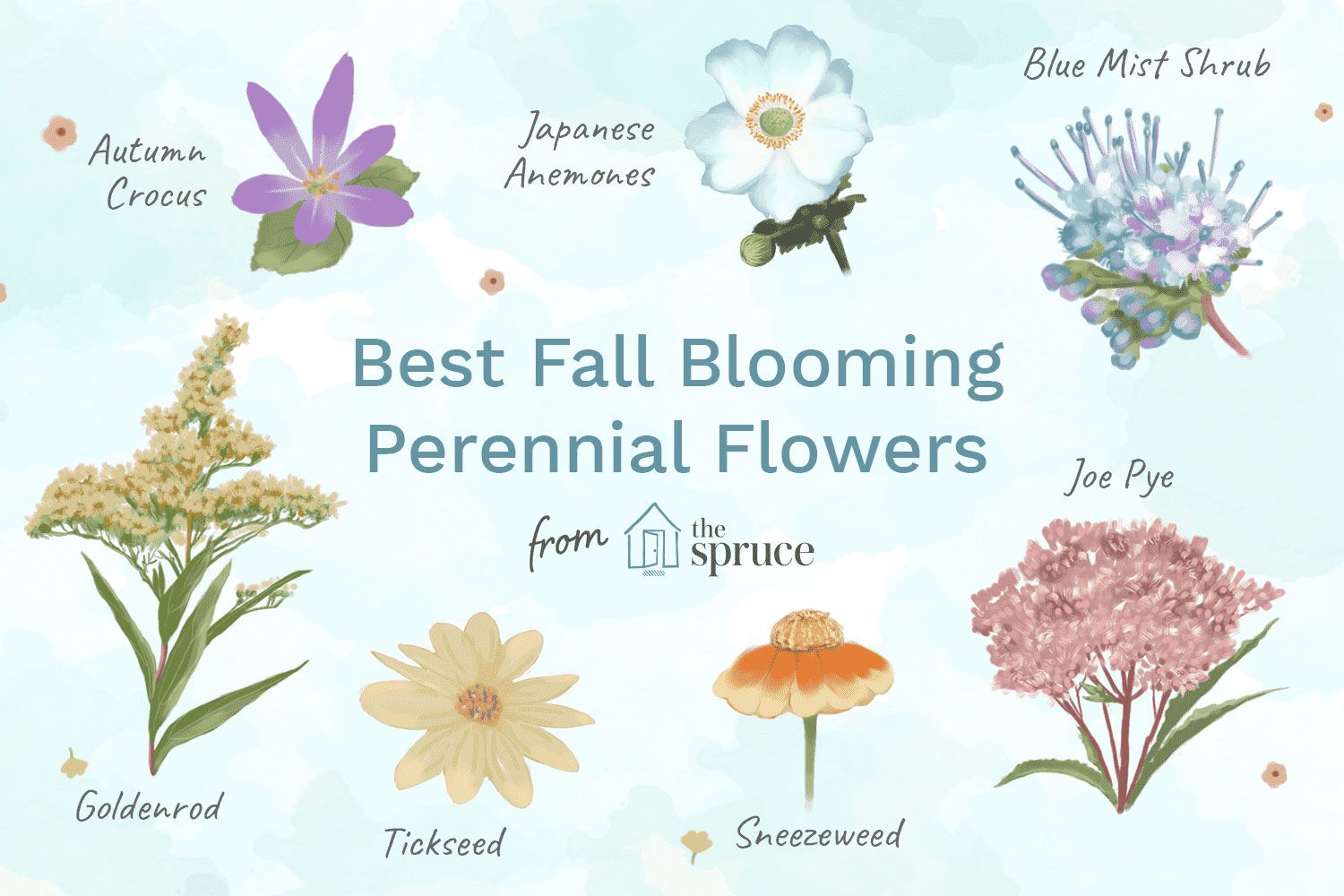 The Top Fall Flowers to Enhance Your Garden’s Autumn Beauty The Top Fall Flowers to Enhance Your Garden's Autumn Beauty