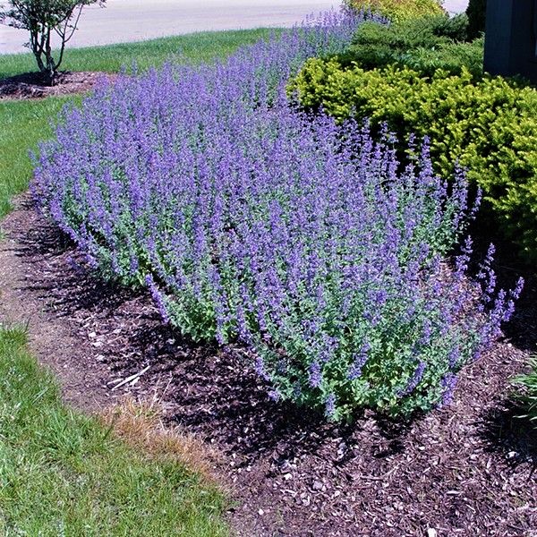 Why Walker’s Low Catmint is the Perfect Addition to Your Garden Why Walker's Low Catmint is the Perfect Addition to Your Garden