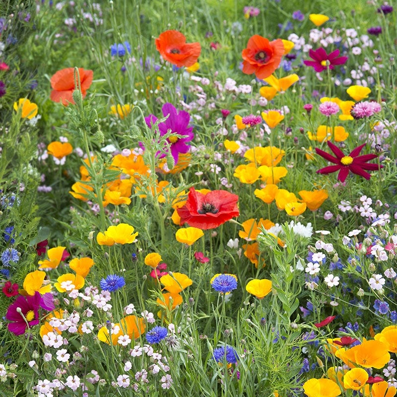 The Beauty of Wild Flower Seeds: A Guide to Cultivating a Flourishing Garden The Beauty of Wild Flower Seeds: A Guide to Cultivating a Flourishing Garden