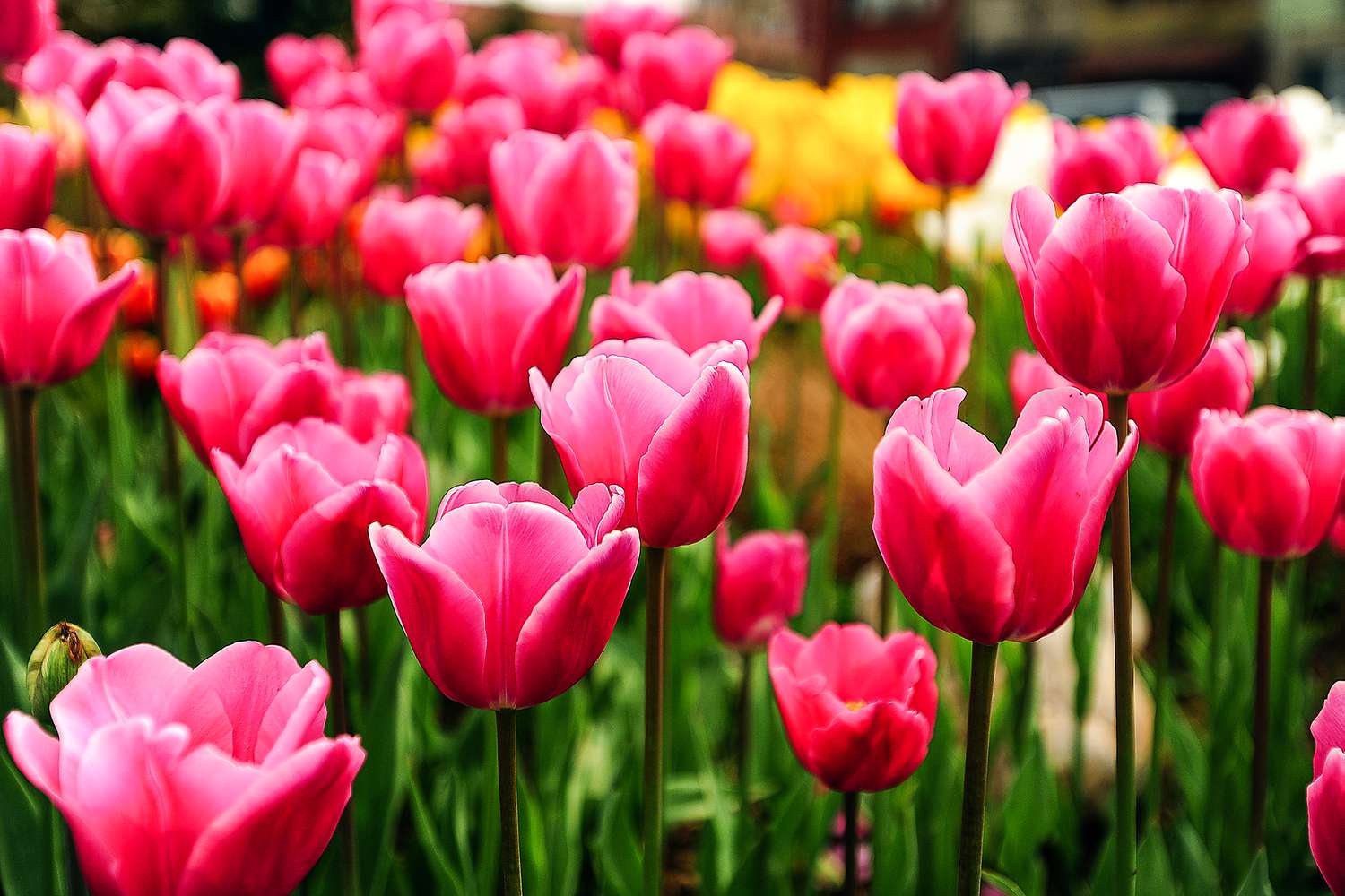 Spring Blooms: Find the Perfect Flower Bulbs for Sale and Beautify Your Garden Spring Blooms: Find the Perfect Flower Bulbs for Sale and Beautify Your Garden