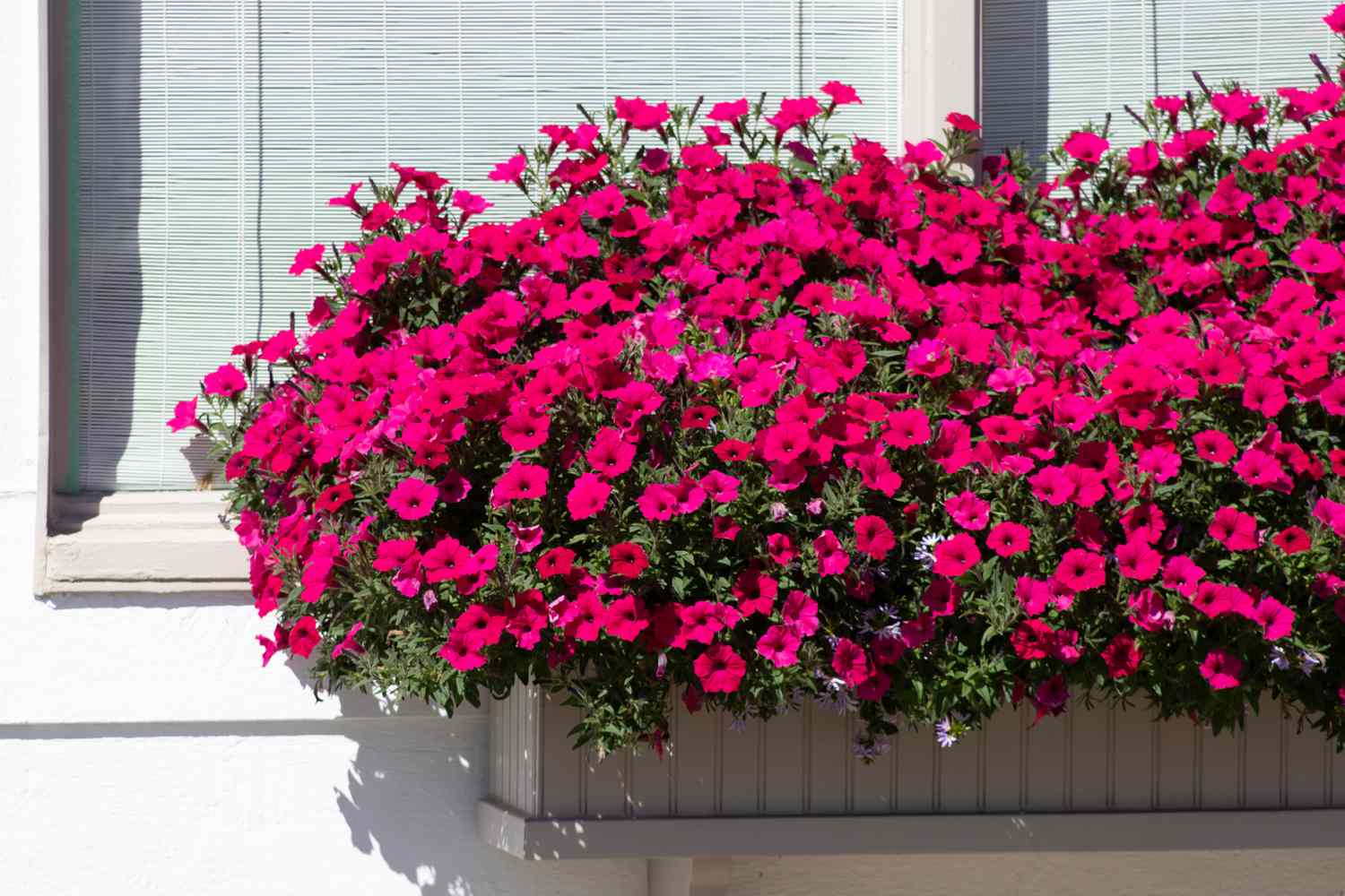 Enhancing Your Garden with Beautiful Window Boxes for Flowers Enhancing Your Garden with Beautiful Window Boxes for Flowers