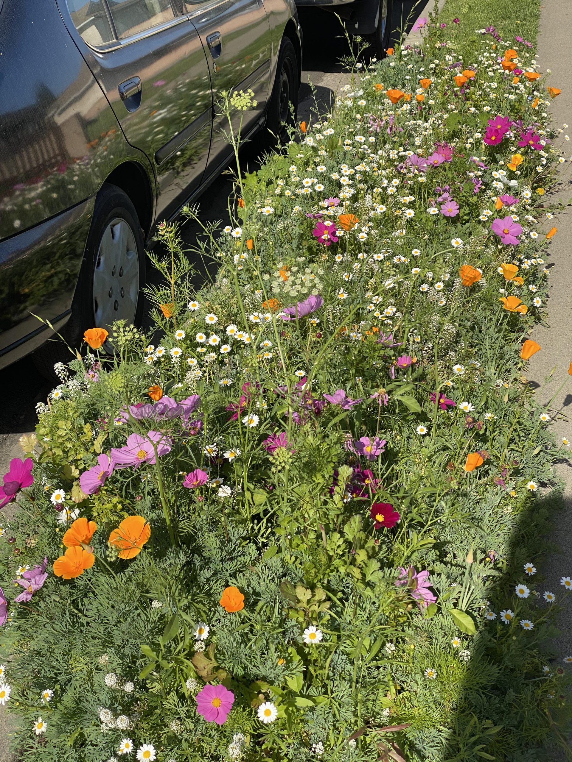 The Beauty of Growing Wildflower Seeds: A Guide to Cultivating a Charming Garden The Beauty of Growing Wildflower Seeds: A Guide to Cultivating a Charming Garden