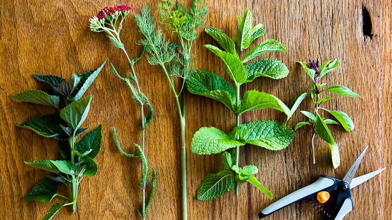 Pruning 101: A Comprehensive Guide to Properly Trim and Maintain Your Plants Pruning 101: A Comprehensive Guide to Properly Trim and Maintain Your Plants