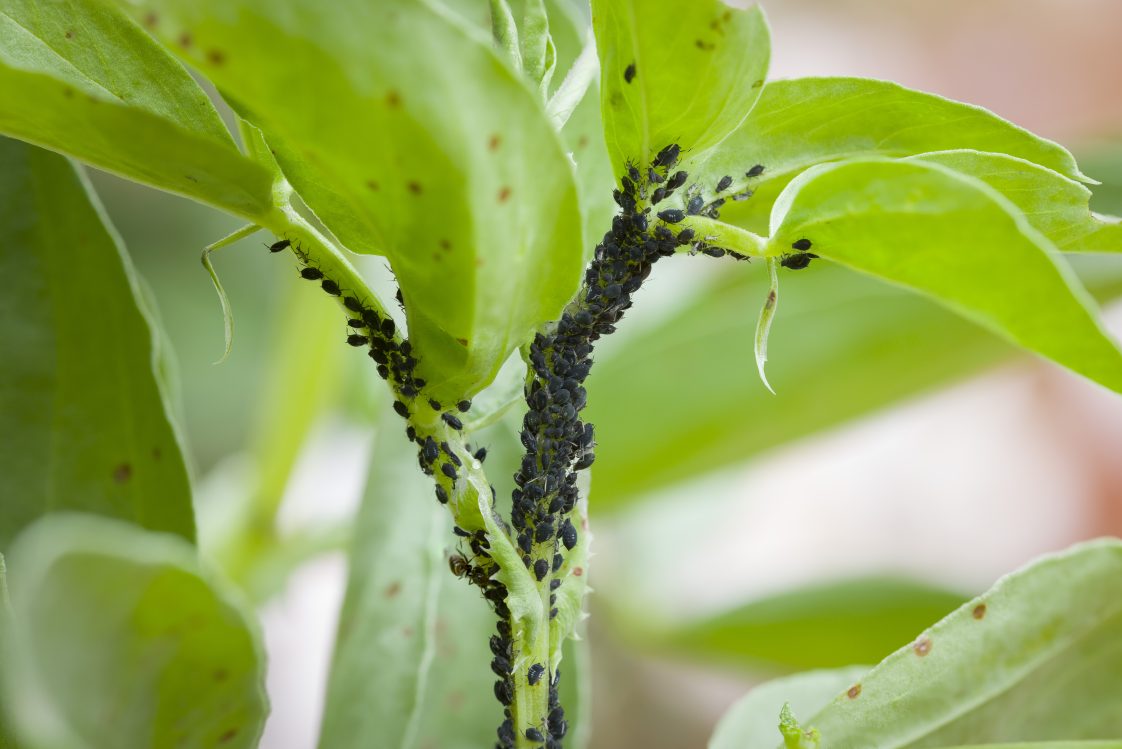Effective Techniques for Managing Pests and Diseases in Your Garden Effective Techniques for Managing Pests and Diseases in Your Garden