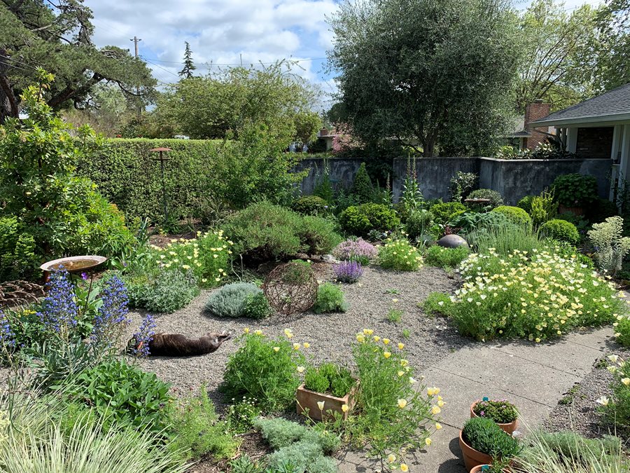 How to Create a Drought-Resistant Garden: Tips and Plant Recommendations How to Create a Drought-Resistant Garden: Tips and Plant Recommendations
