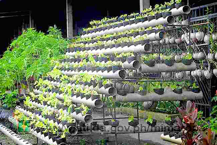 Embracing Organic Urban Gardening: A Guide to Sustainable City Farming Embracing Organic Urban Gardening: A Guide to Sustainable City Farming