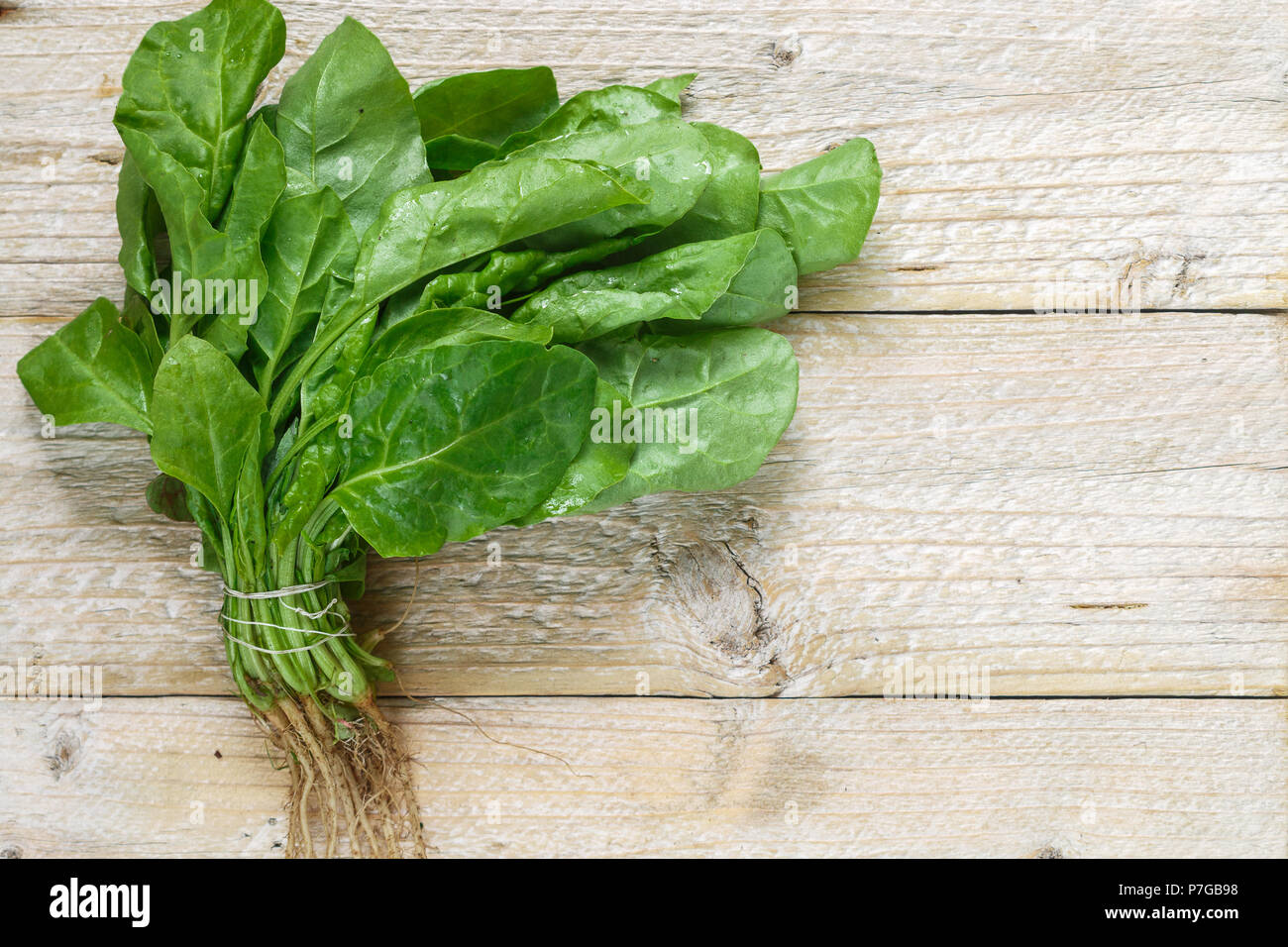 Identifying and Preventing Pests That Damage Your Organic Spinach Garden Identifying and Preventing Pests That Damage Your Organic Spinach Garden