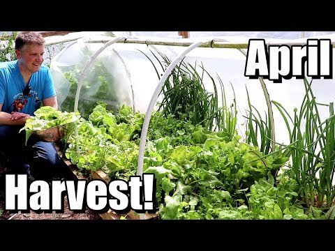 Embracing Frugal and Sustainable Organic Gardening: Tips for Thriving Green Spaces Embracing Frugal and Sustainable Organic Gardening: Tips for Thriving Green Spaces