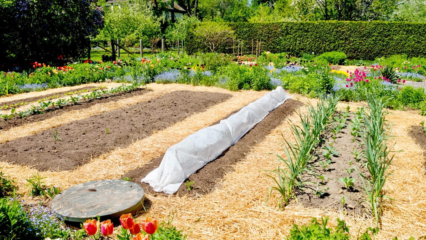Choosing Safe Mulch Options for Thriving Organic Gardens Choosing Safe Mulch Options for Thriving Organic Gardens