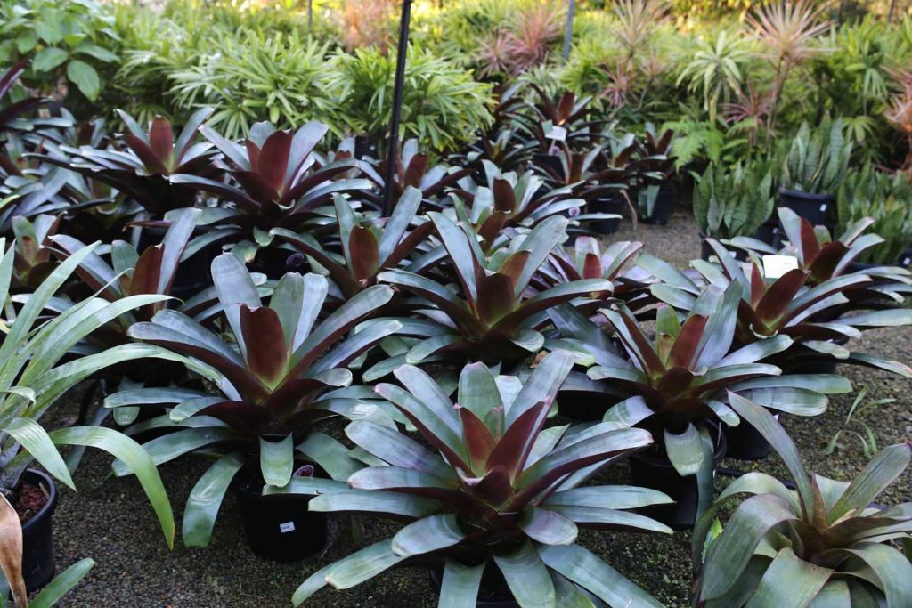 Alcantarea Imperialis Silver Plum: Care Tips & Growing Guide Alcantarea Imperialis Silver Plum: Care Tips & Growing Guide