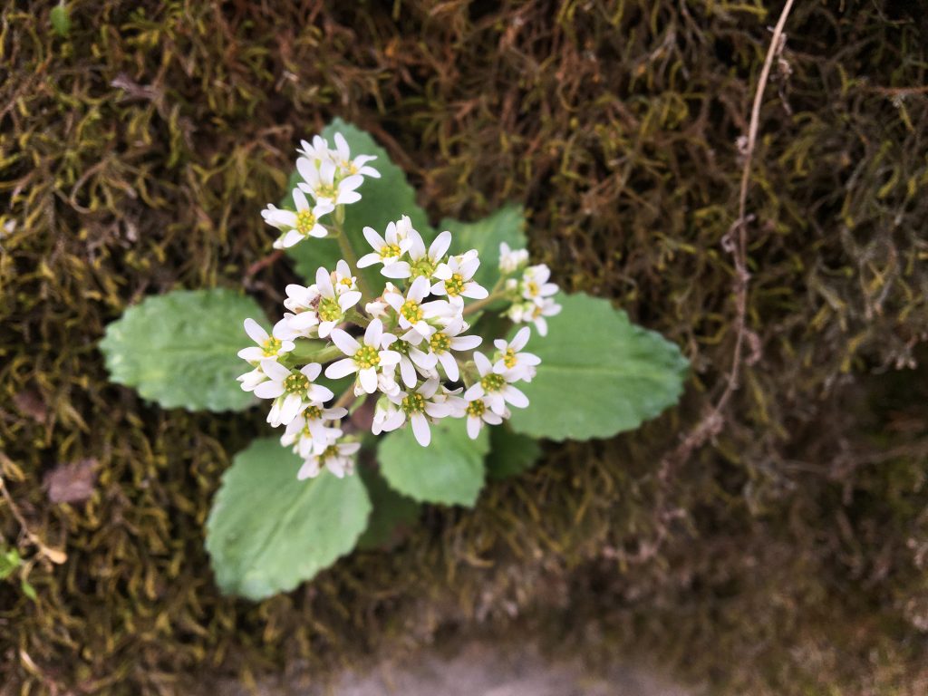 Explore the Beauty of Walking With Wildflowers: A Nature Lover's Guide