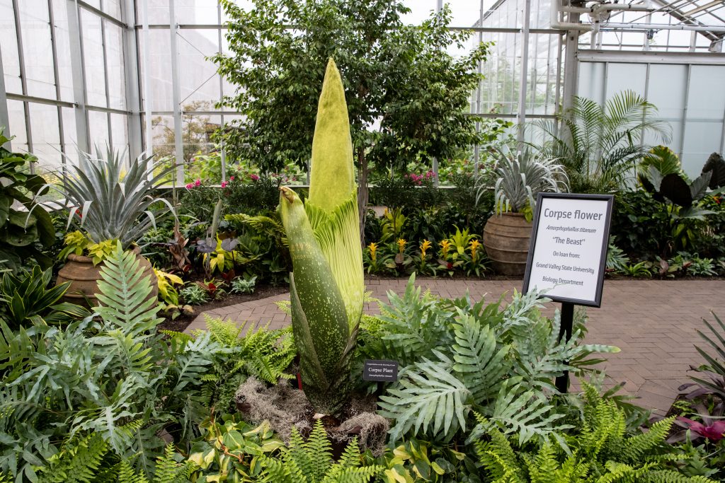Meijer Gardens Corpse Flower: Peak Bloom Dates & Visitor Guide